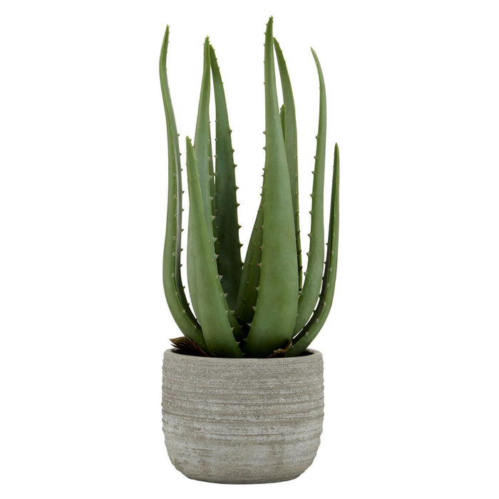Fiori Large Aloe Vera with Cement Pot - Modern Home Interiors